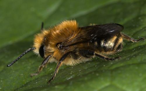 Osmia brevicornis
